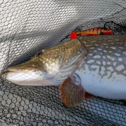 Daiwa Prorex Lazy Shad 16cm -I enden av snøret Salg daiwa lazy shad miljo 1.640